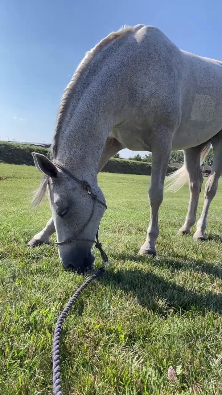 Allround hästar till salu: Fantastisk juniorhäst/läromästare! i Laholm - Video 3