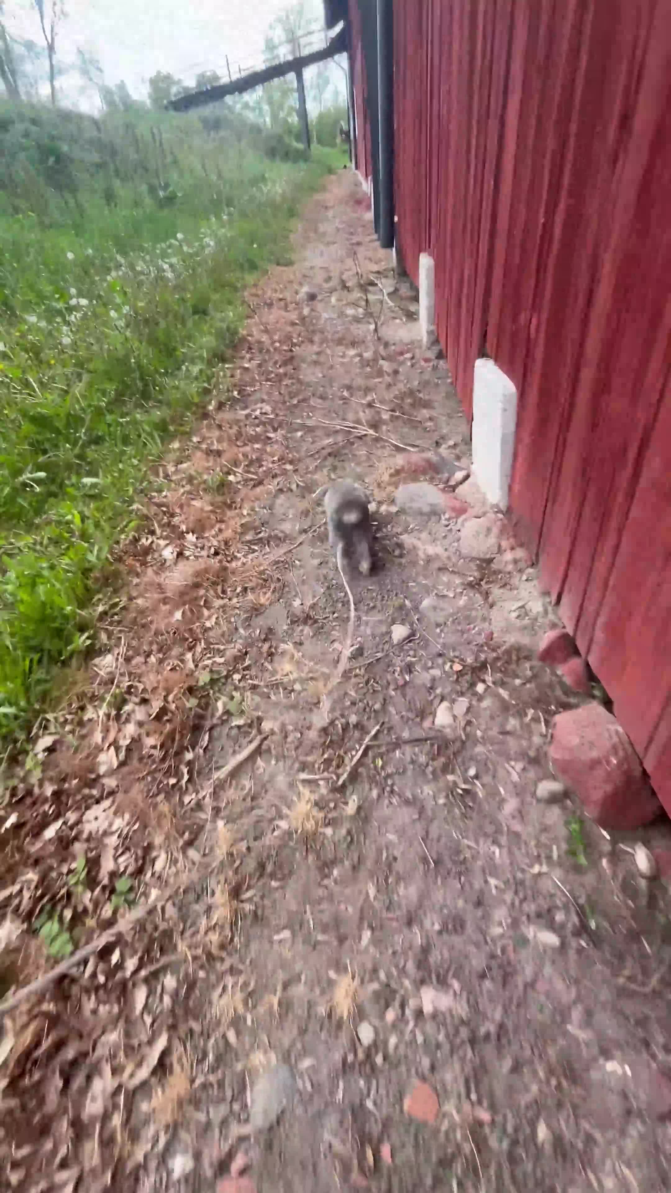 Allround hästar till salu: Sagoponnyn man utvecklas på i Björkvik - Video 3