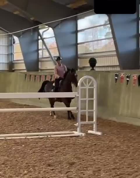 Hoppning hästar till salu: Drömhästen! - Video 1