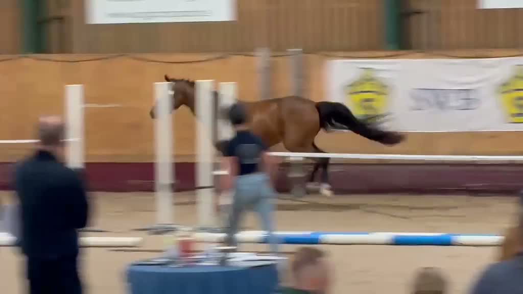Allround hästar till salu: Framtidena tävlingsponny - Video 4