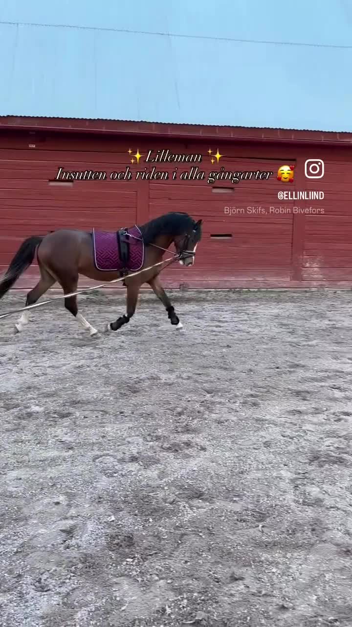 Allround hästar till salu: Drömläge - Video 2