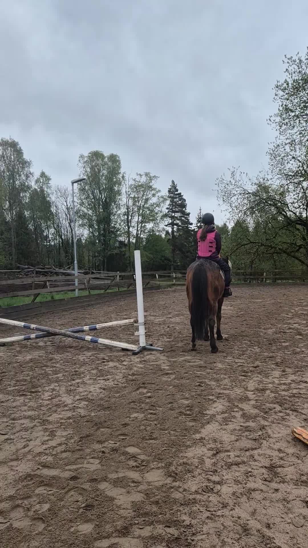 Allround hästar till salu: Läromästare och gentleman - Video 3