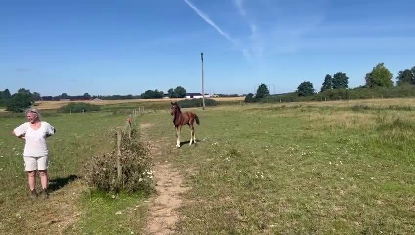 Dressyr hästar till salu: e Hesselhöjs Donkey Boy ue Carlton Hill i Billesholm - Video 3
