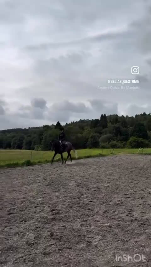 Allround hästar till salu: D-ponny 5år säljes i Veddige - Video 2