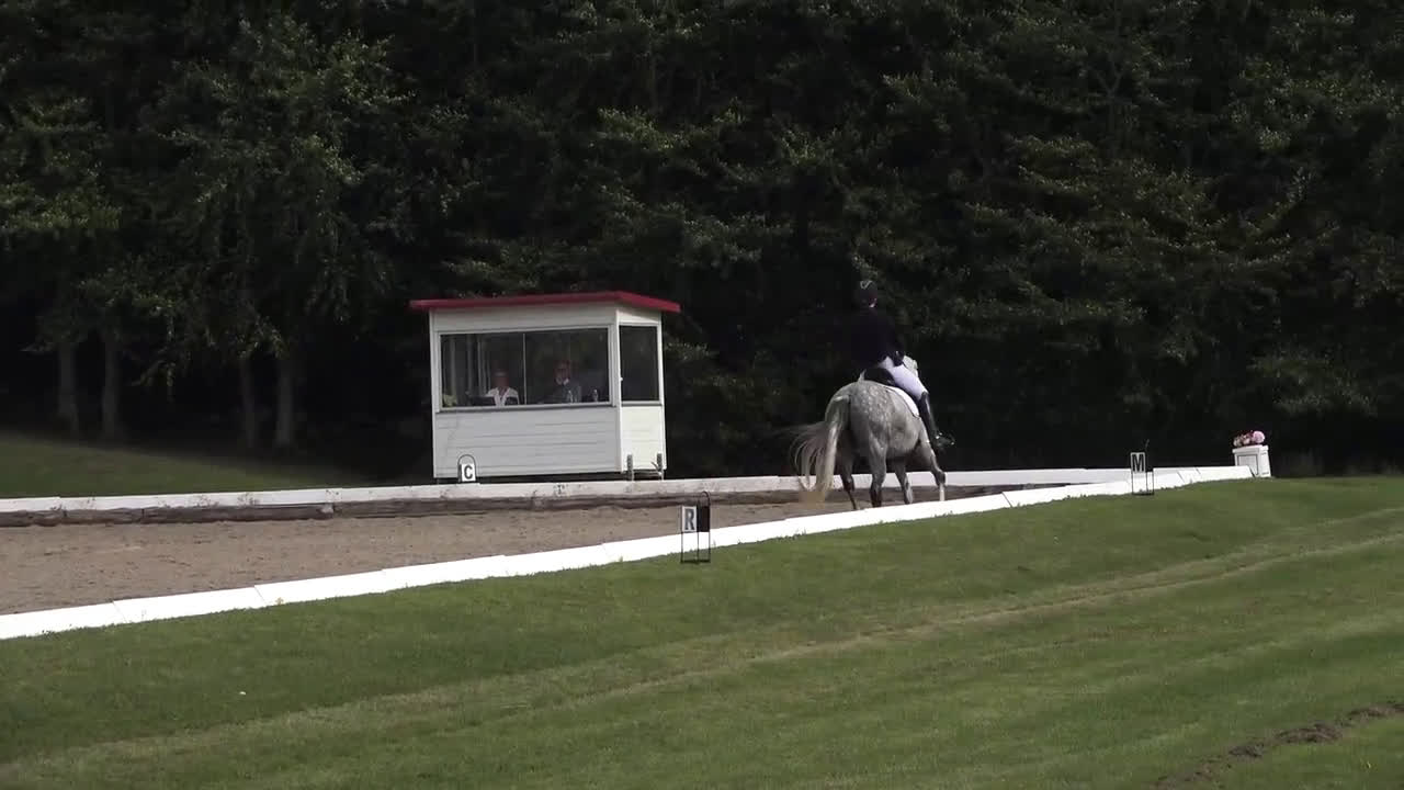 Dressyr hästar till salu: Nedsat pris nu 260000 sv kr, begåvad  dressurhäst - Video 3