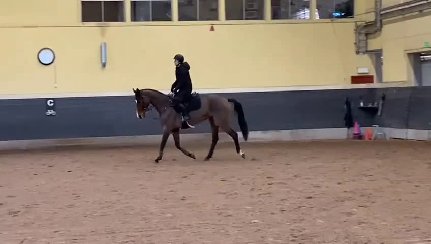 Hoppning hästar till salu: Underbart SWB sto  - Video 1