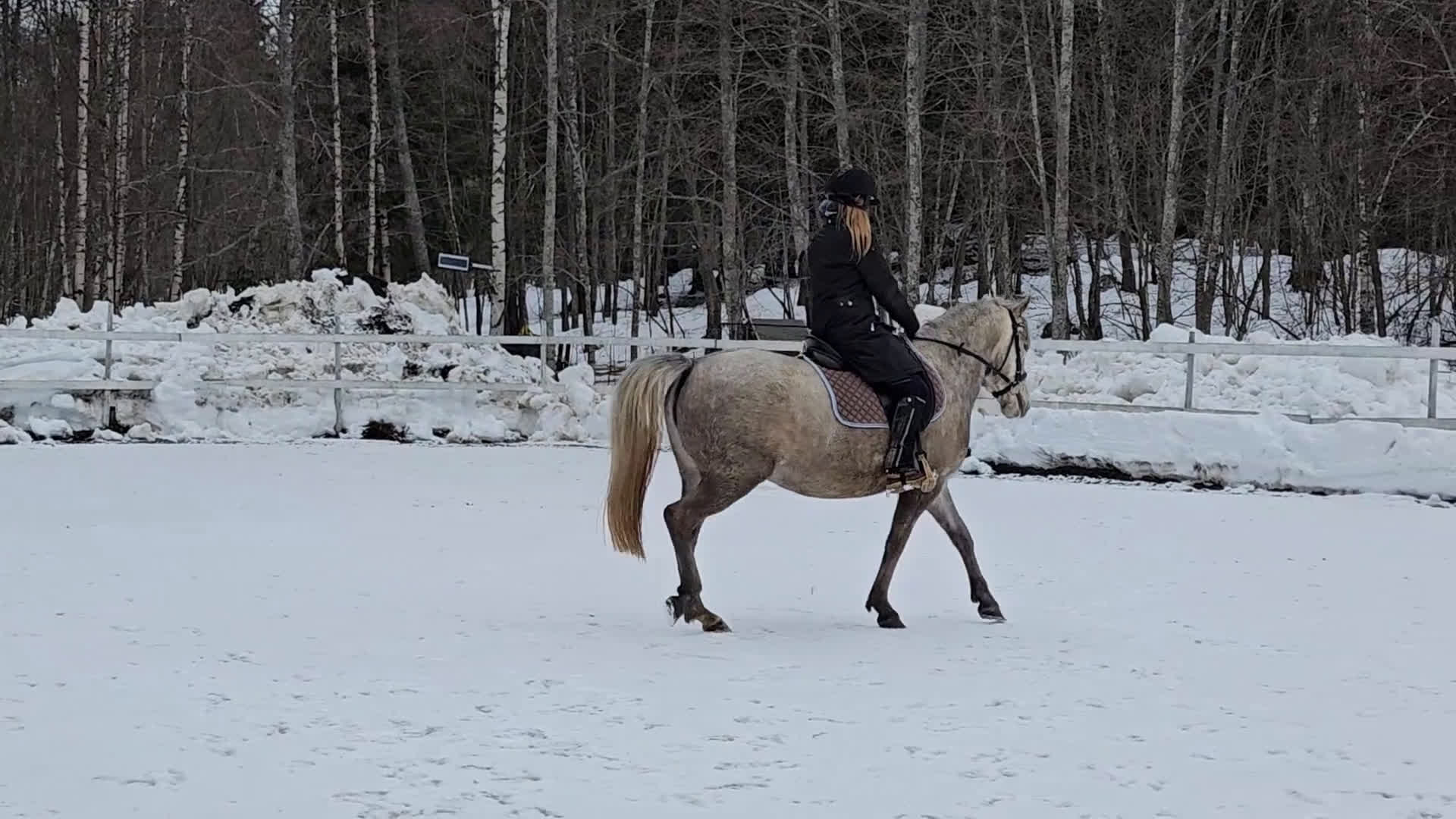  foderhäst finnes: Hobbysto söker fodervärd i Norrköping - Video 4
