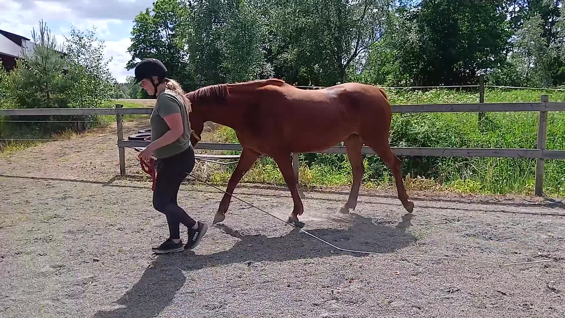 Allround hästar till salu: Trevlig 5 årigt SWB-sto - Video 2
