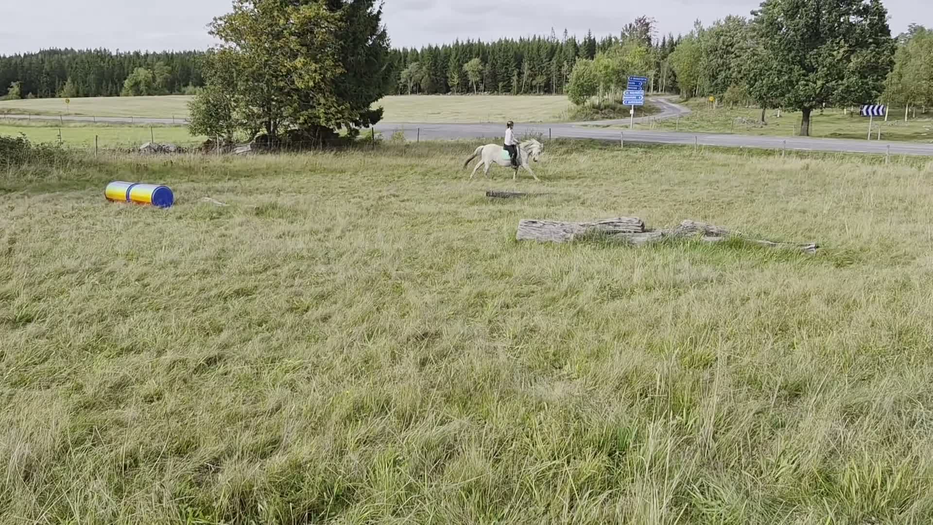 Allround hästar till salu: Äldre spansk herre/drömhäst - Video 2