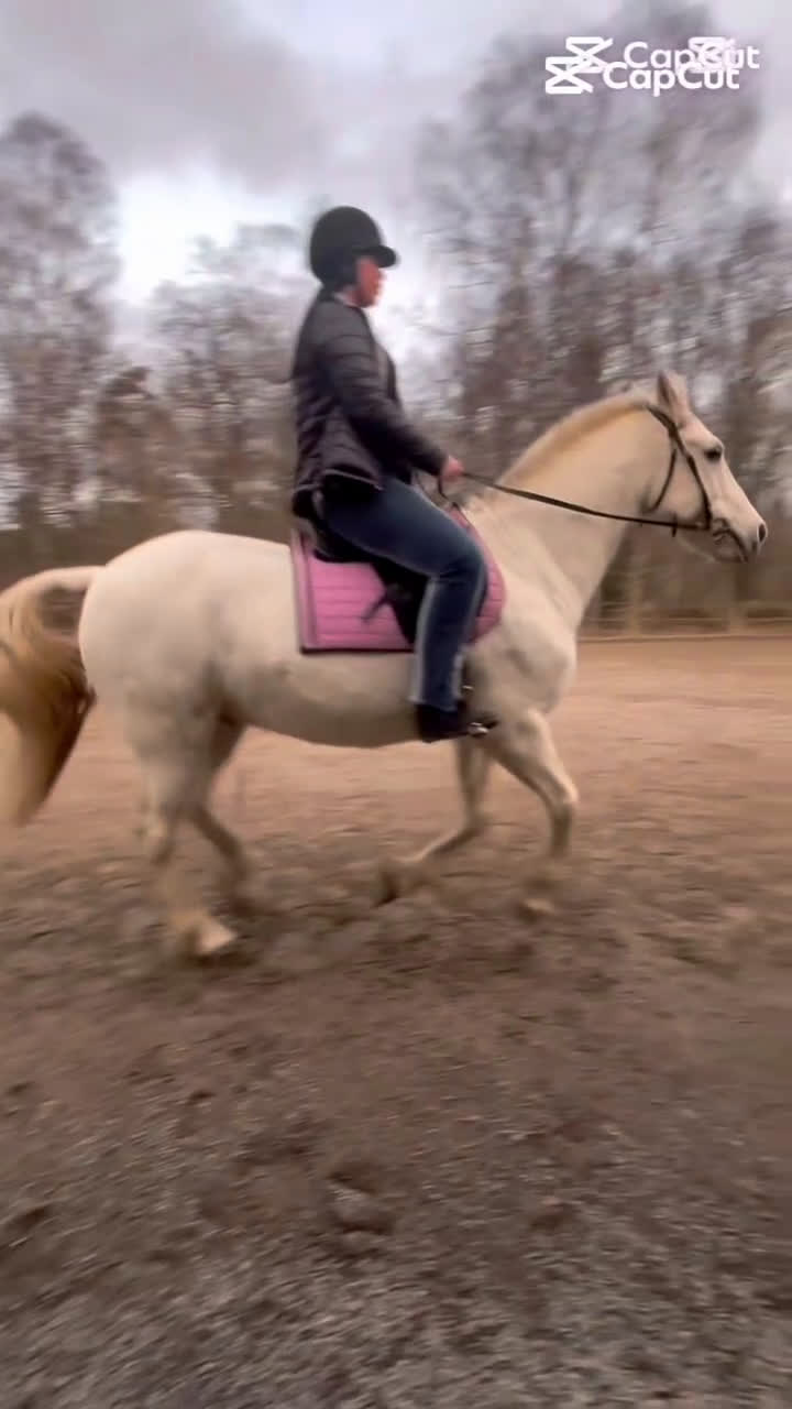 Allround hästar sökes: Söker medryttarhäst!🐴 i Gustavsberg - Video 4
