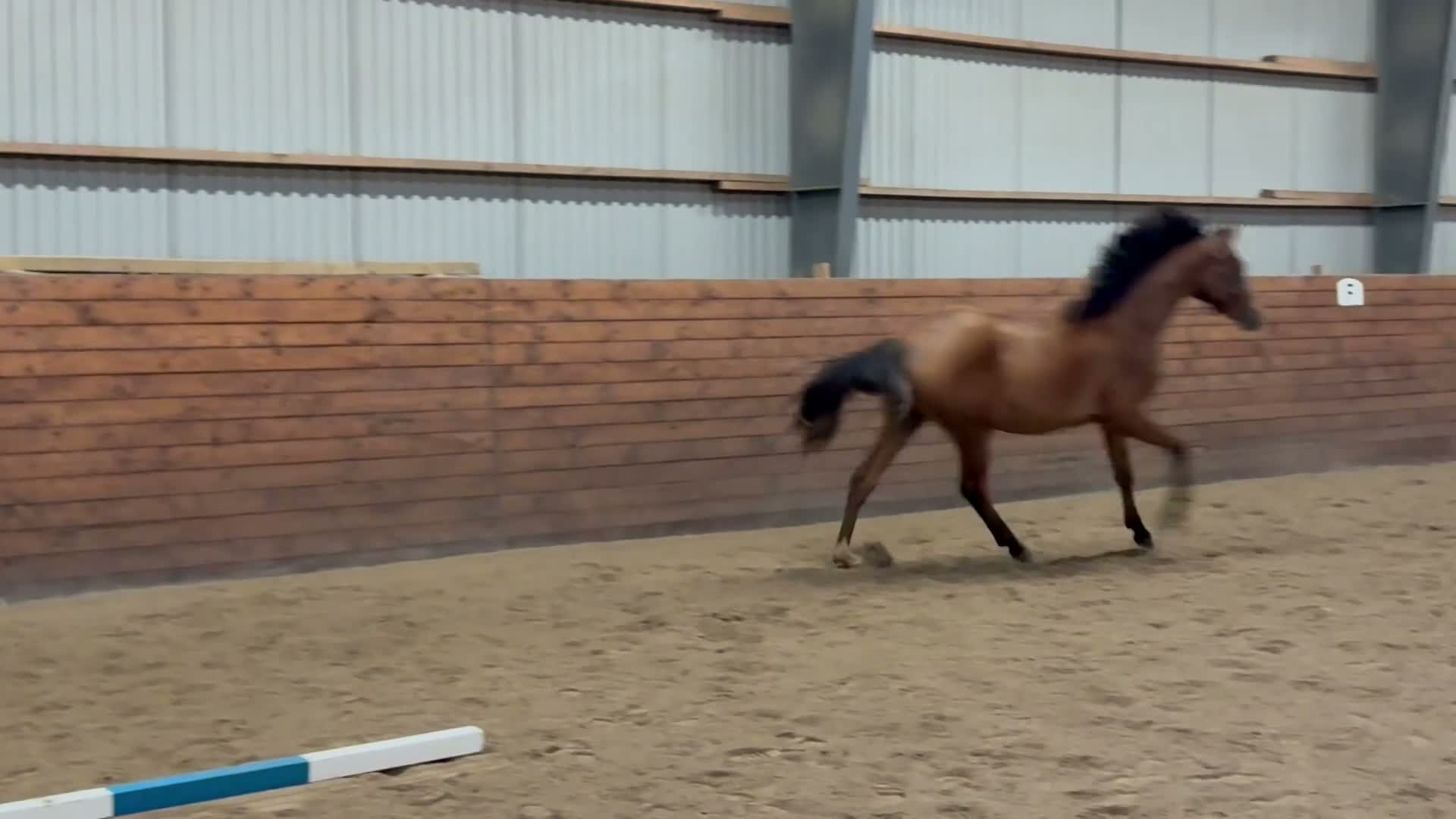 Dressyr hästar till salu: Ettåring som gärna får bo kvar hos oss nåt år till - Video 2