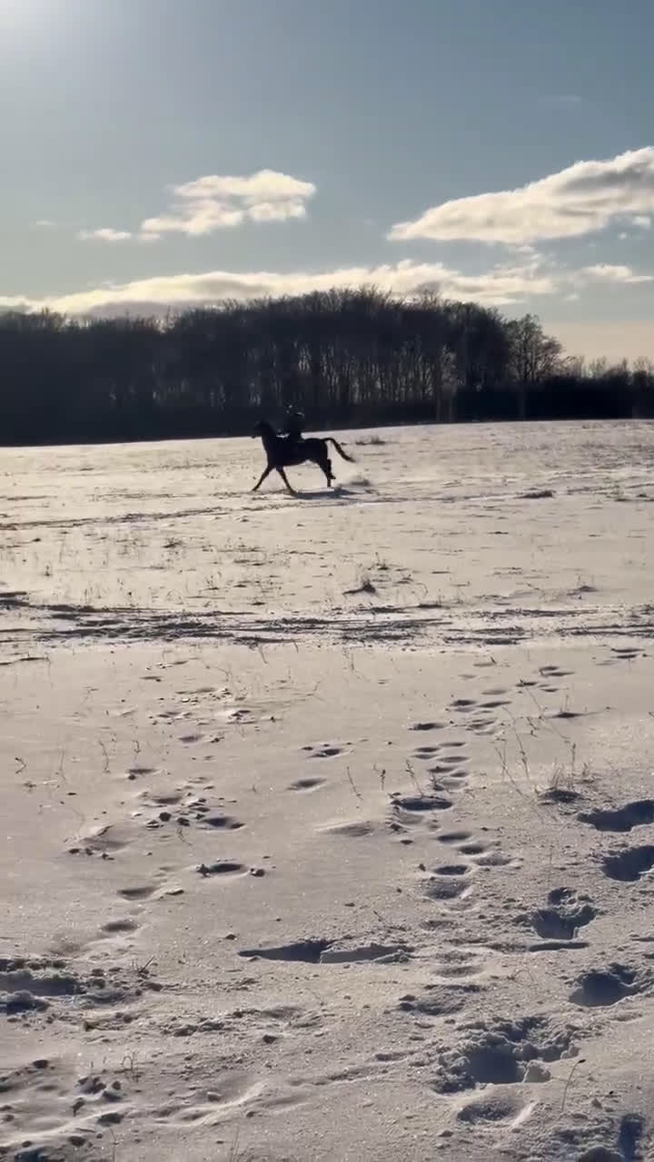 Allround hästar till salu: Snäll travhäst som vill bli ridhäst i Fågelmara - Video 2