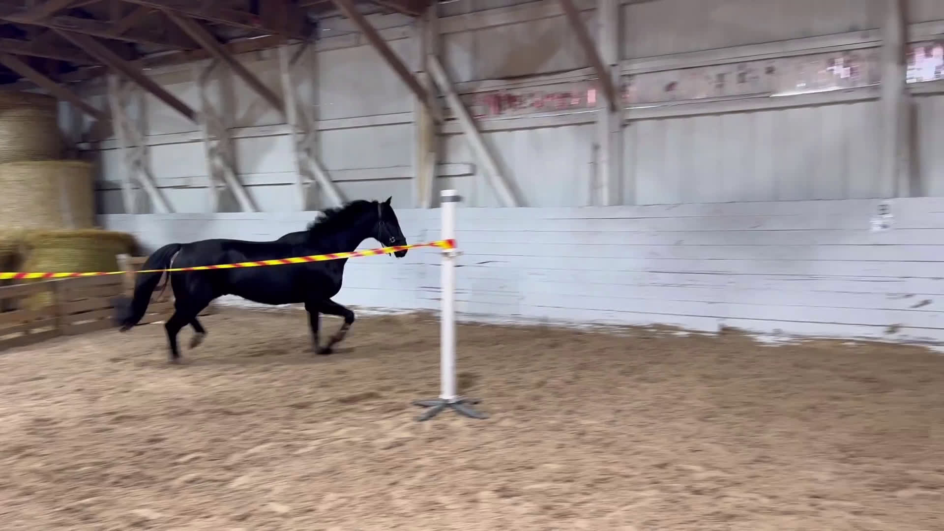 Allround hästar till salu: Trevlig valack - Video 1