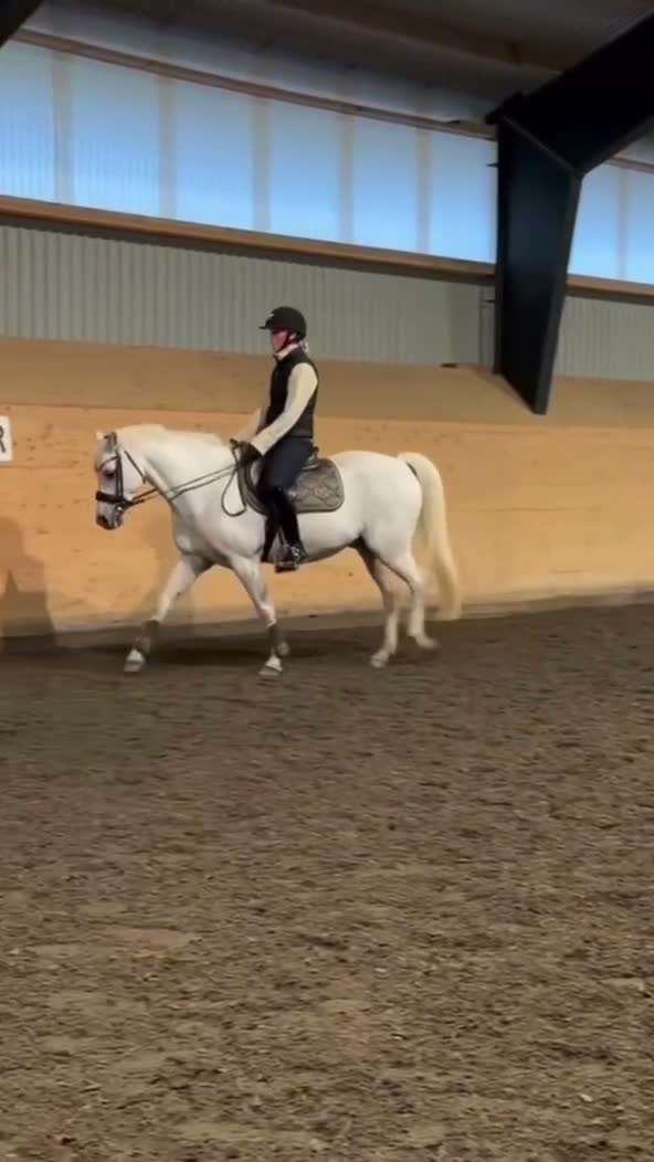 Allround hästar till salu: ⭐️Perfekt förstaponny och bästa vän⭐️🤍 - Video 1