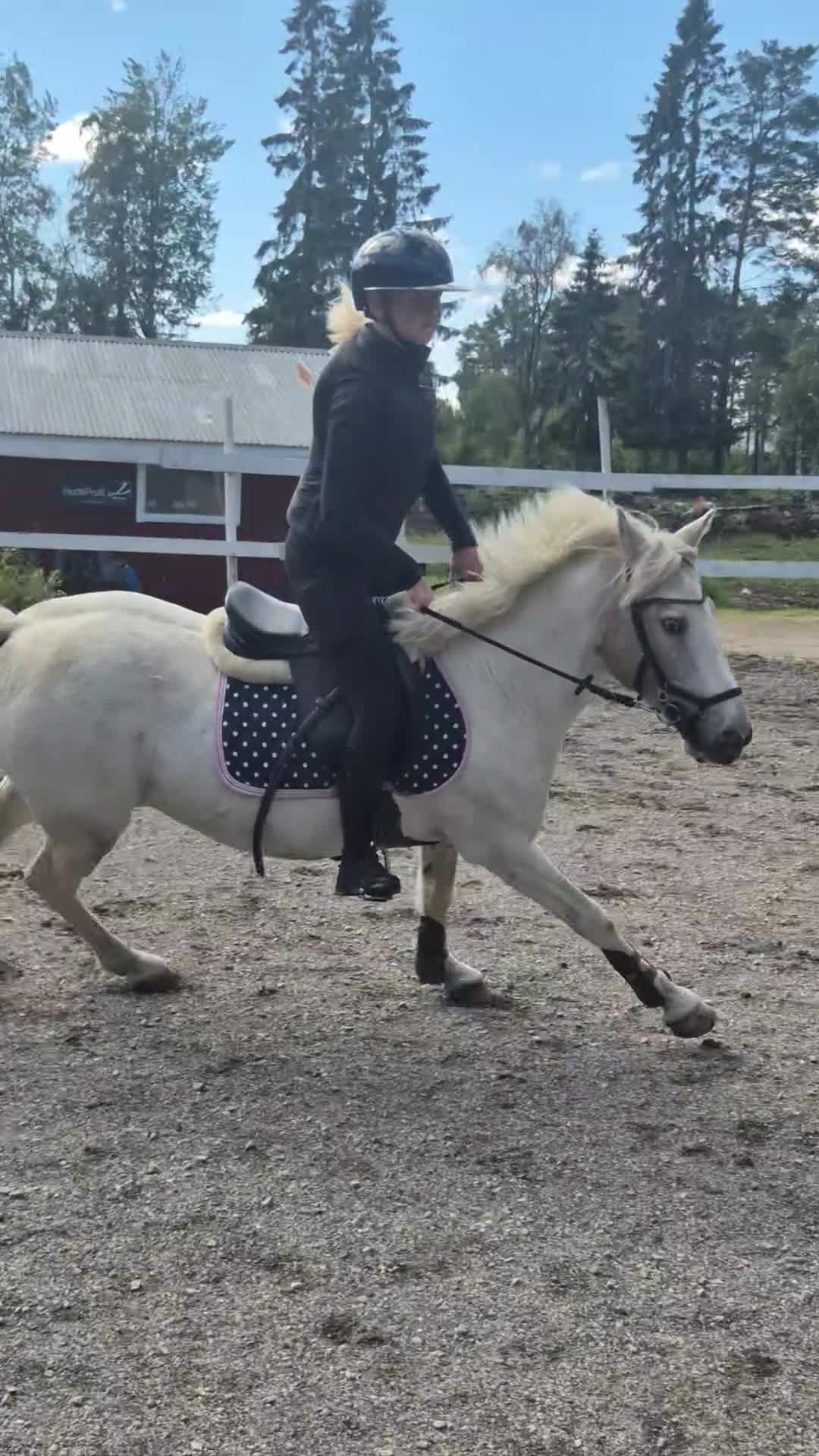 Allround hästar till salu: Maxad B-ponny i Jättendal - Video 1