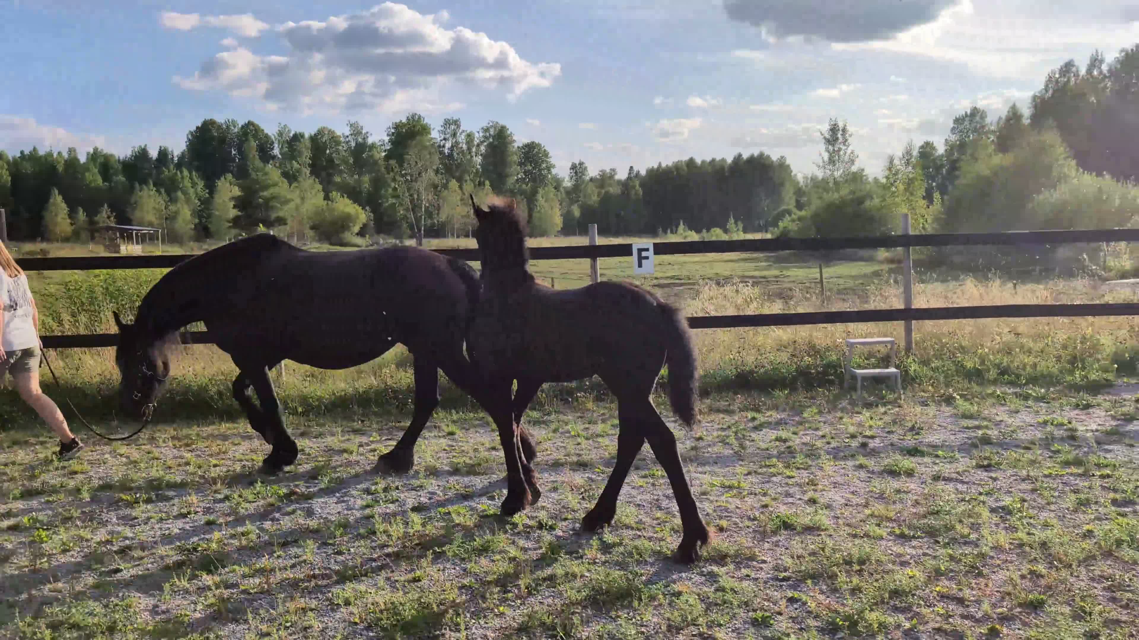 Dressyr hästar till salu: Prinsessan Hera letar efter sin egna människa  - Video 2