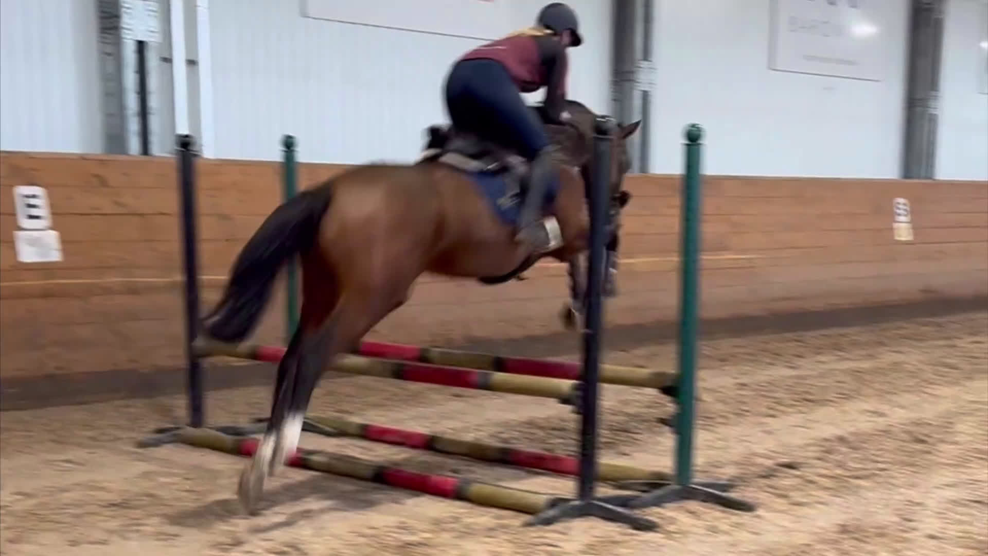 Hoppning hästar till salu: 4år e: Hardrock Z i Åtvidaberg - Video 2