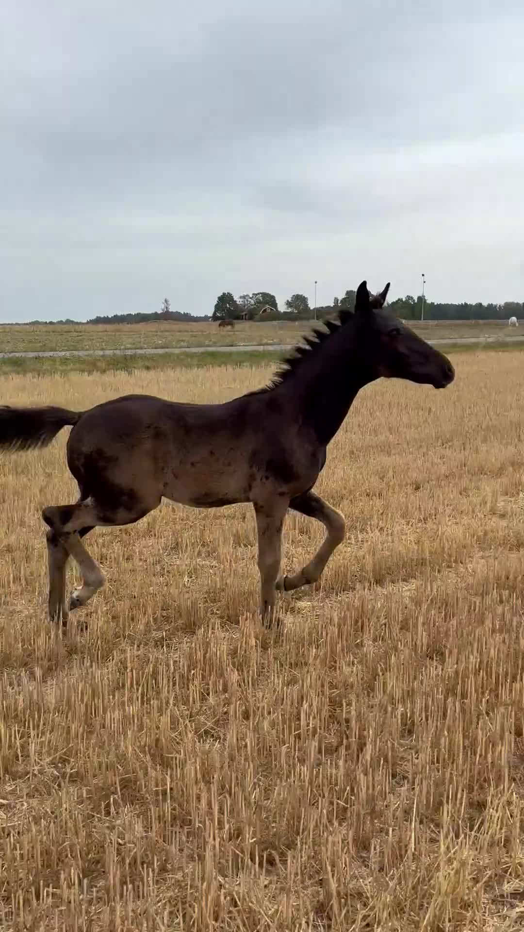 Dressyr hästar till salu: En mycket stark och meriterad mödernelinje - Video 1