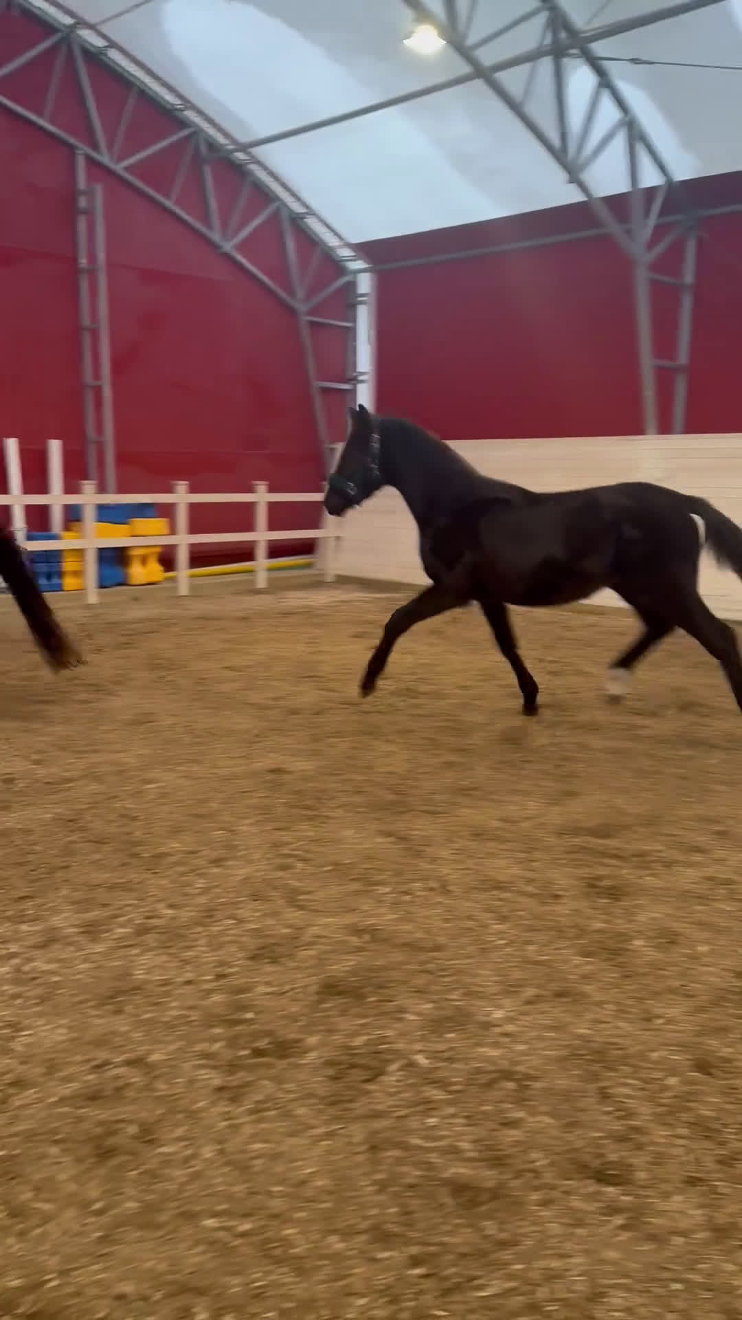 Dressyr hästar till salu: Tillfälle! Elegant skyline avkomma till bra pris - Video 1