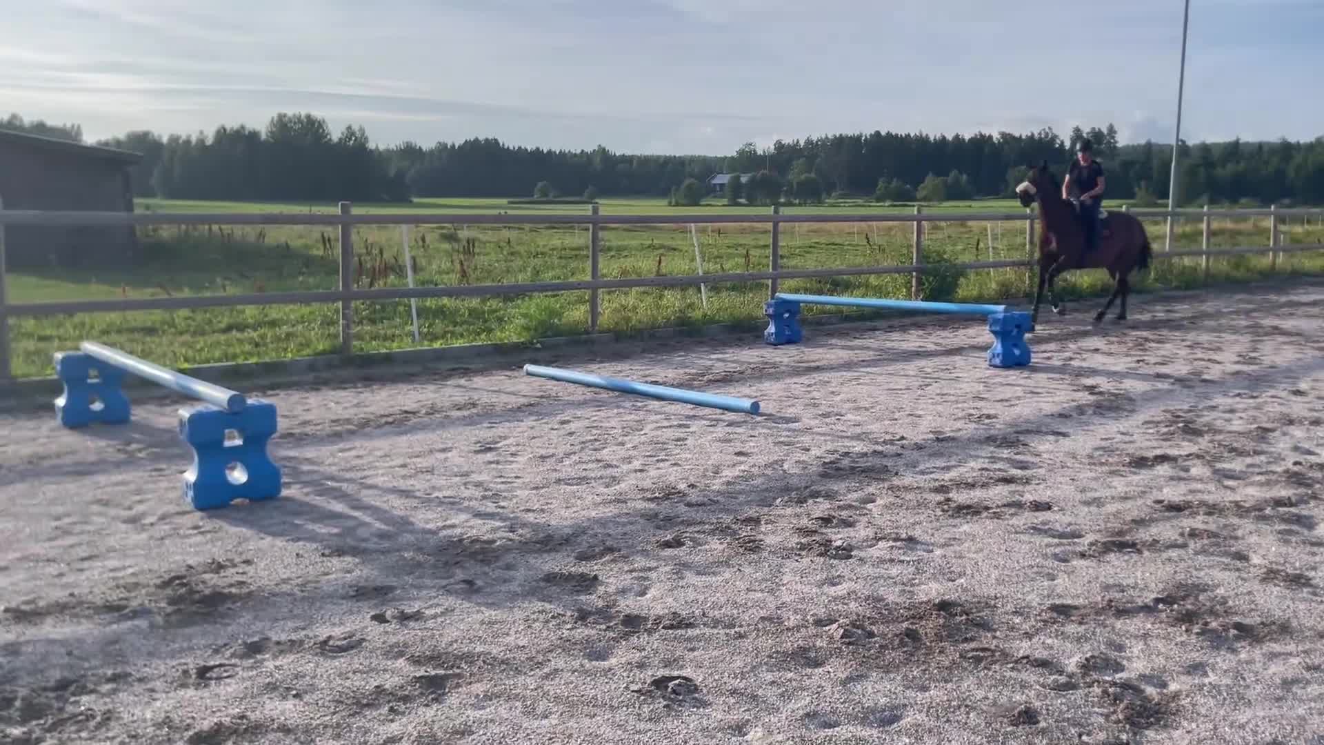 Allround hästar till salu: En bästa vän  i Njurunda - Video 1