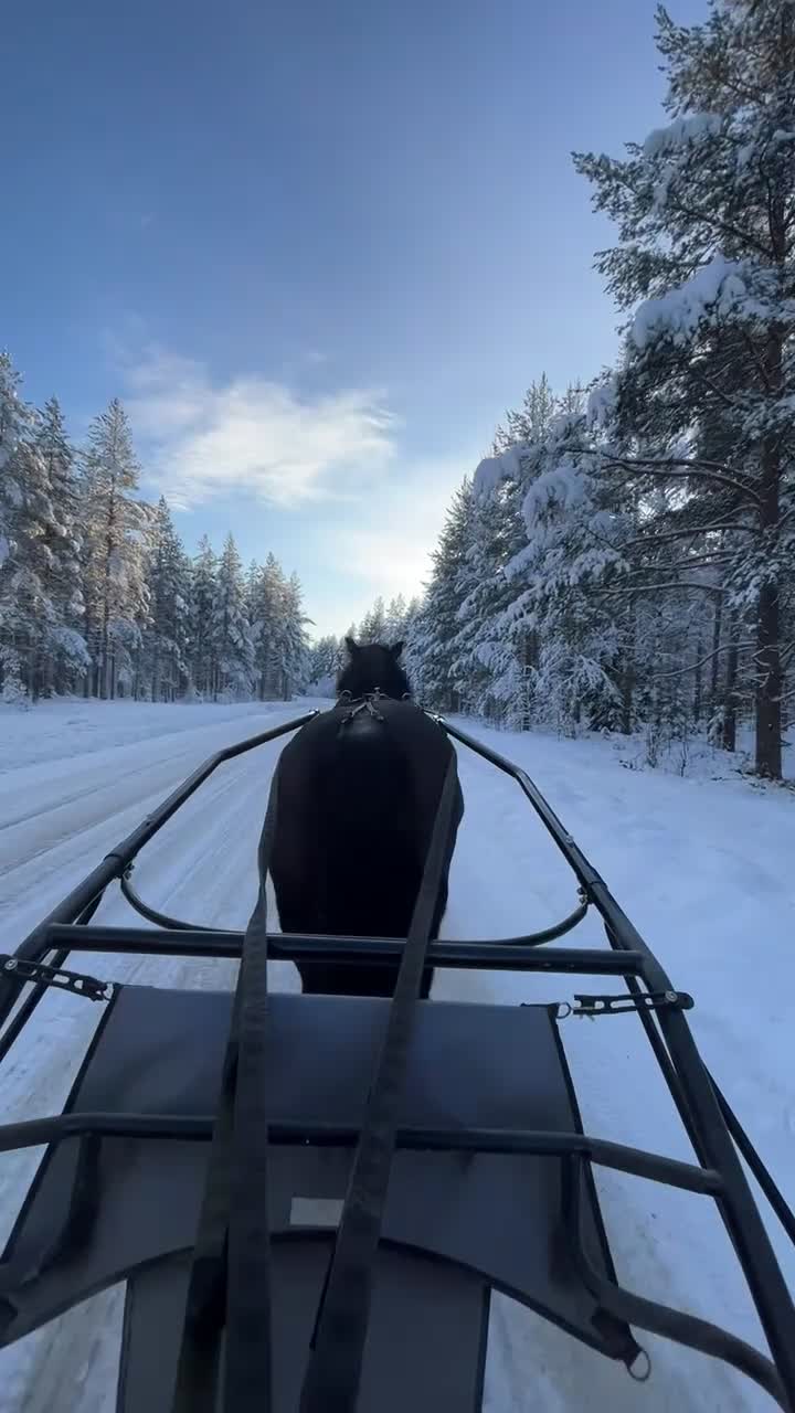 Allround hästar till salu: Värdens bästa kallblod  - Video 1