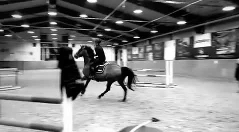 Hoppning hästar till salu:  Quick Quality – en häst med hjärtat på rätt plats - Video 2