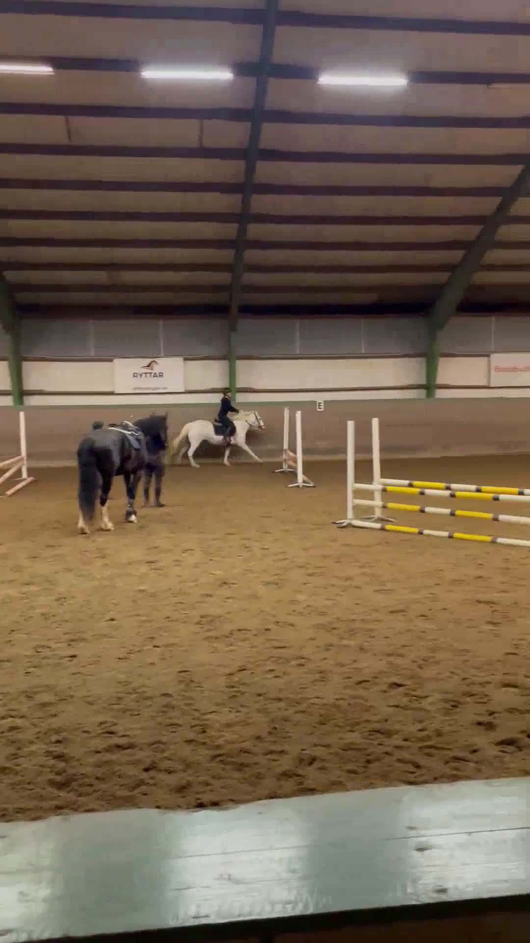 Allround hästar till salu: En bästa kompis med glimten i ögat  i Gävle - Video 4