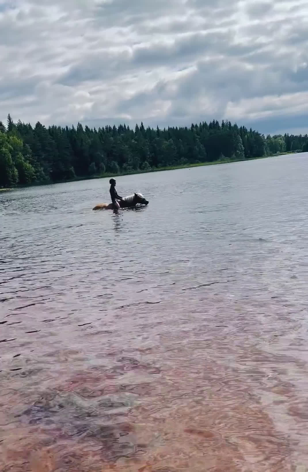 Allround hästar till salu: Din nya bästa vän  i Bottnaryd - Video 2