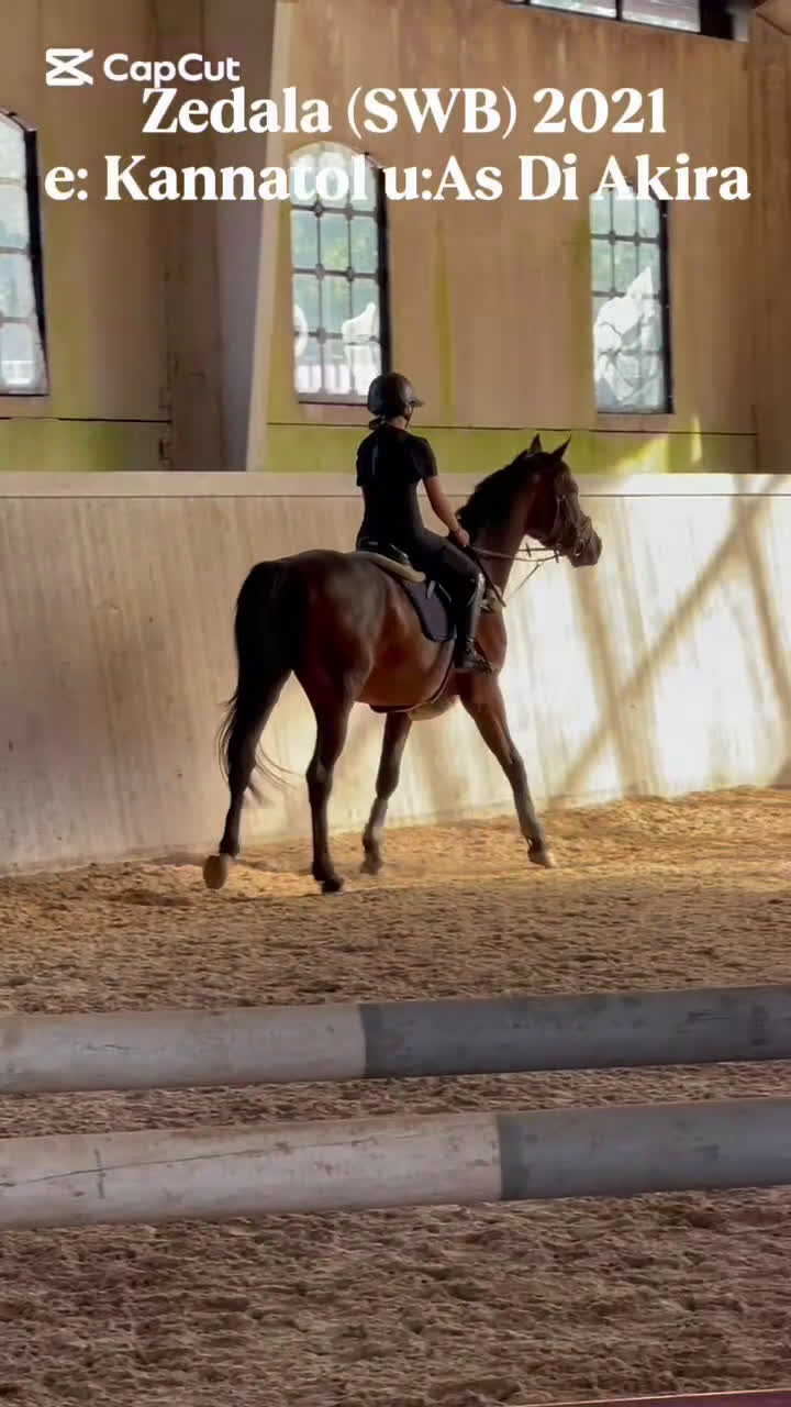 Allround hästar till salu: Utvecklingsbart snällt sto i Vänersborg - Video 1