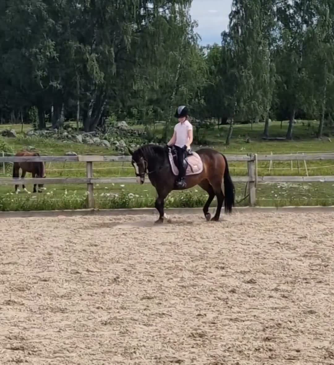 Allround hästar till salu: Ljuvligt sto för allround ❤️ - Video 3