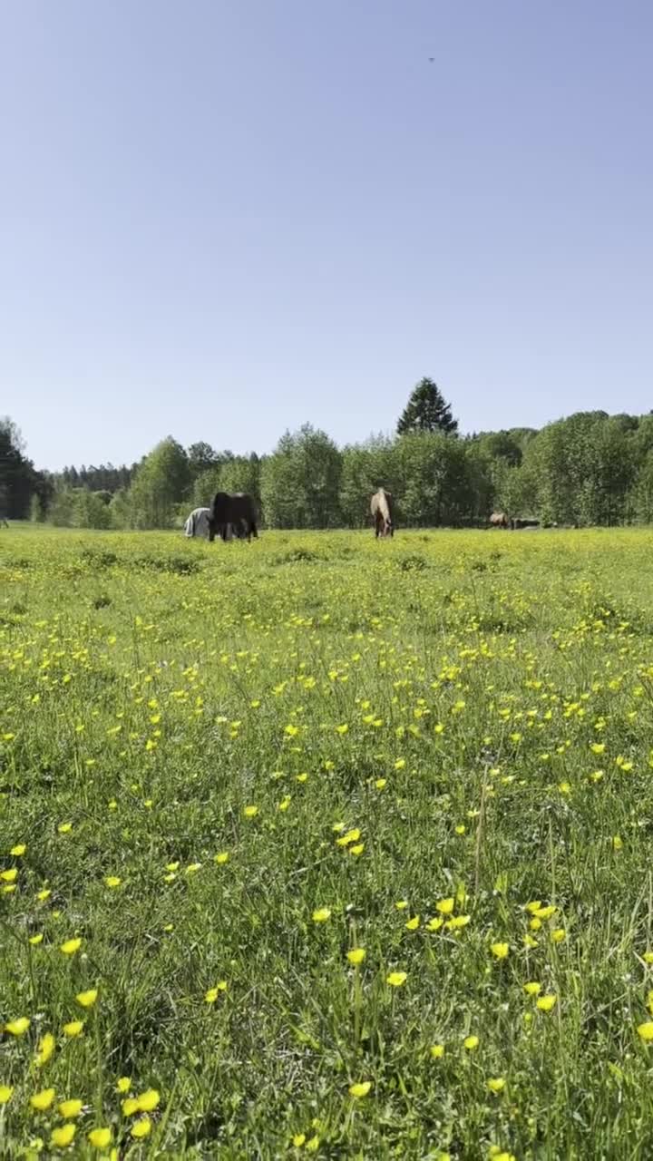  stallplats finnes: Ledig stallplats i trevligt stall m ridhus - Täby - Video 2