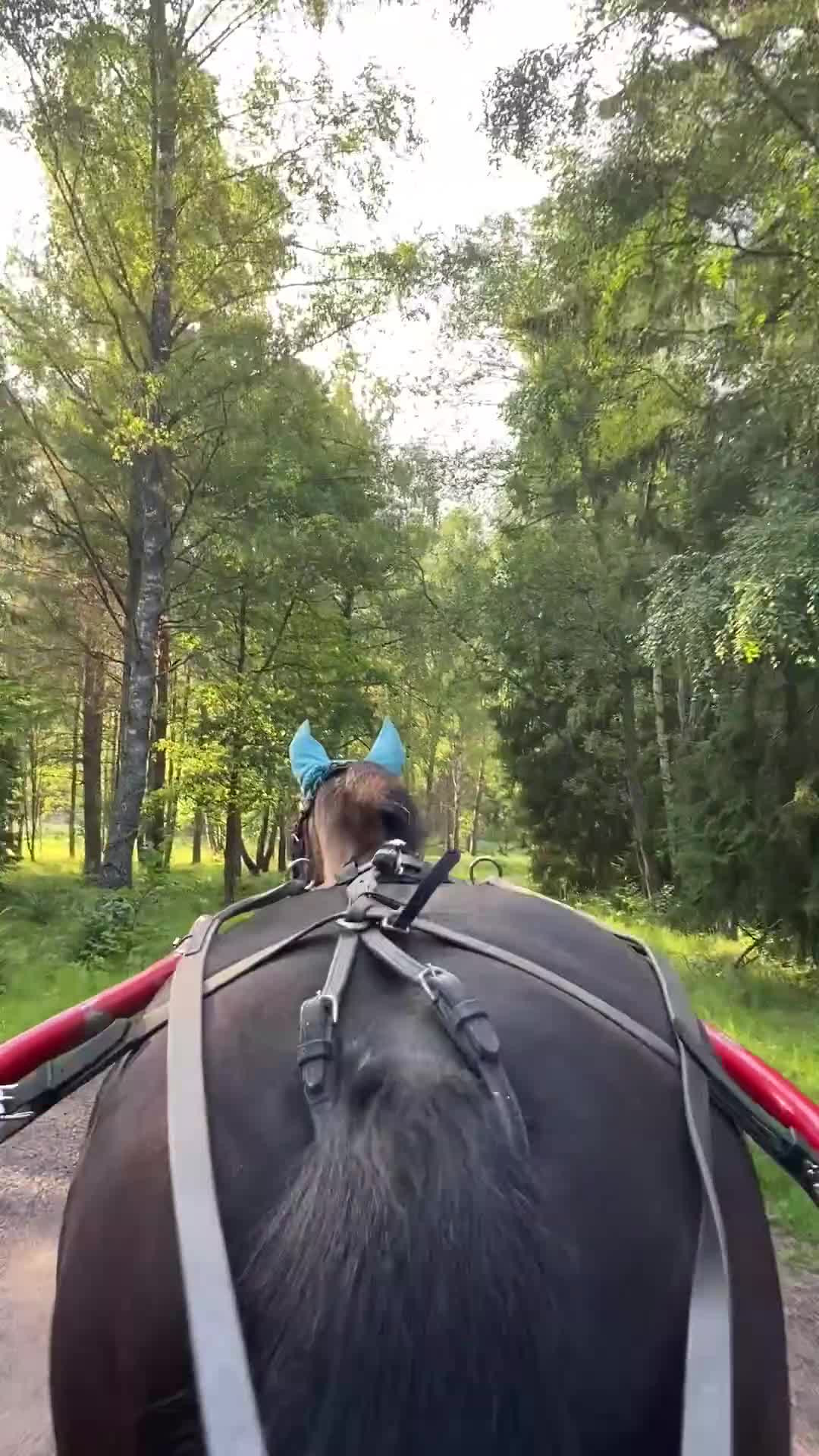  foderhäst sökes: Foderhäst (ev köp) sökes  i Vendelsö - Video 5