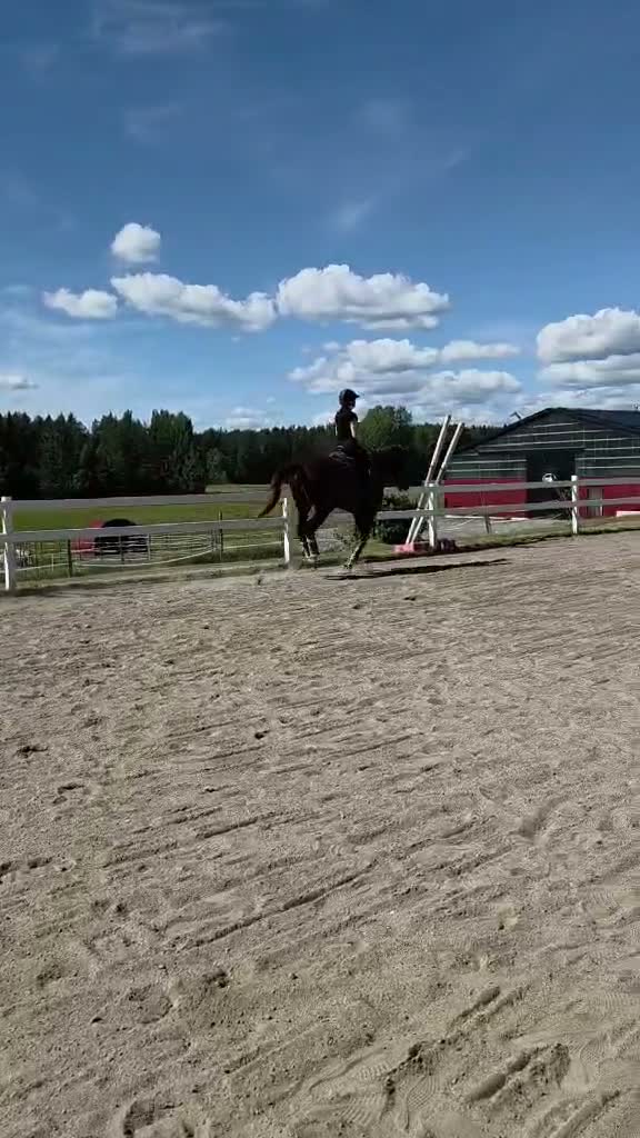 Dressyr hästar till salu: Super trevlig kille till Dressyr eller Hoppning🧡 - Video 2