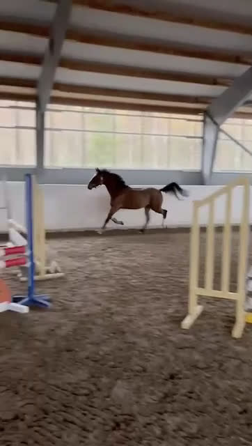 Hoppning hästar till salu: Afterbeat EM – lovande hopptalang efter Heartbeat i Enköping - Video 3