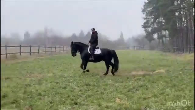 Allround hästar till salu: Bombproof allrounder for Christmas i Örsundsbro - Video 1