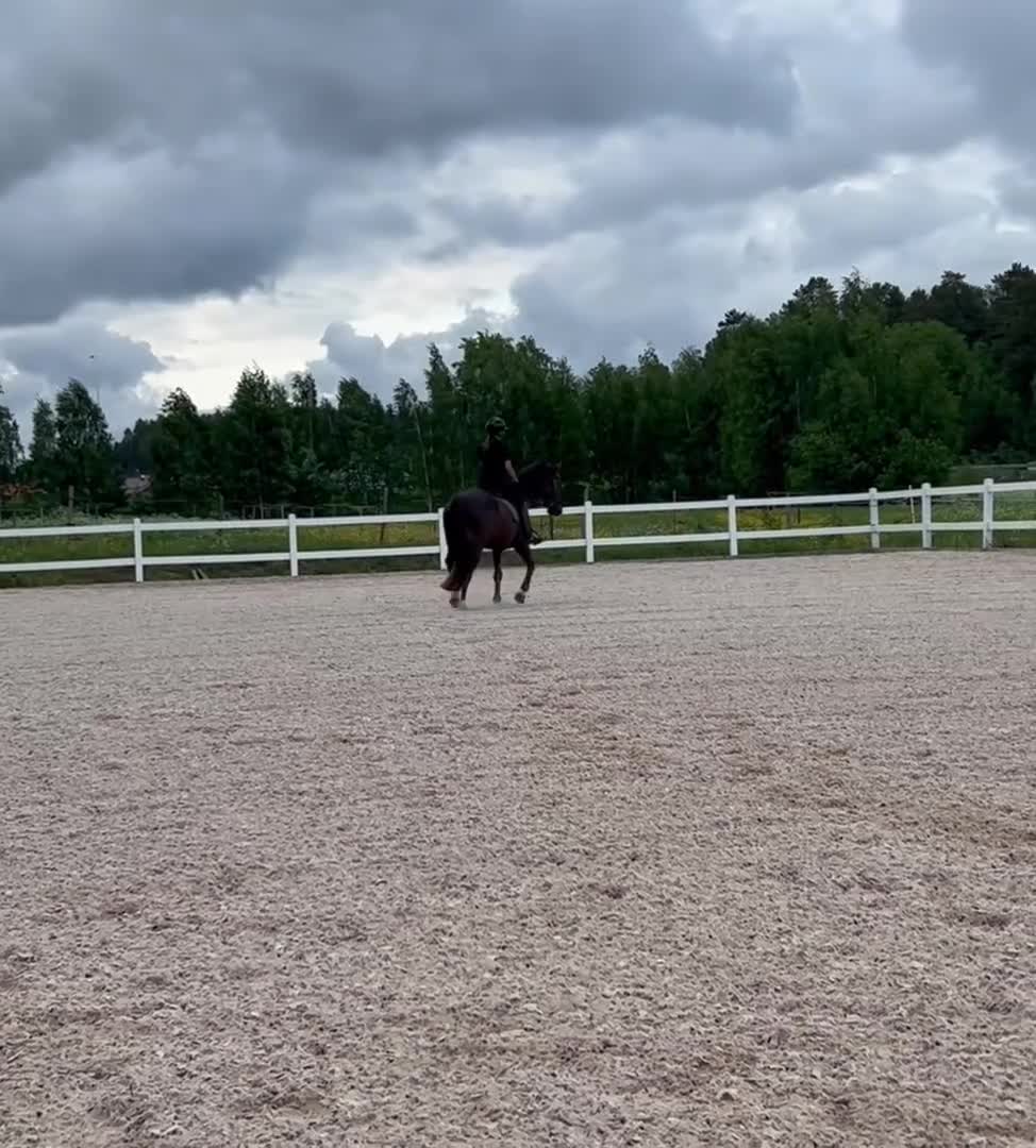 Working Equitation hästar till salu: Trevlig valack! - Video 1