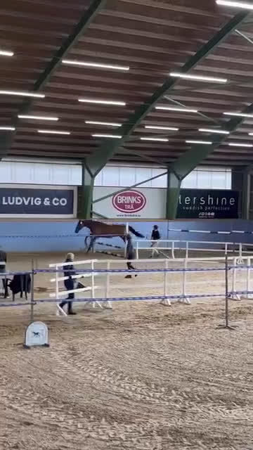 Hoppning hästar till salu: 5-årig SWB i Gullspång - Video 1