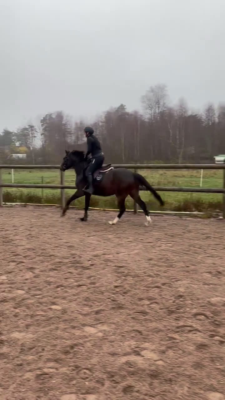 Allround hästar till salu: Trevligt och formbart 3-årigt sto i Uddevalla - Video 2