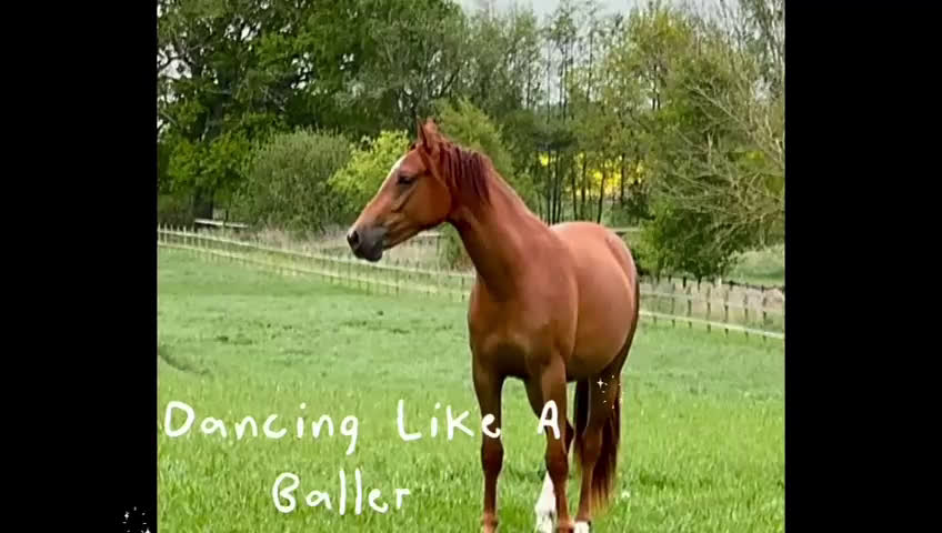 Hoppning hästar till salu: Dancing like a Ballerina i Mjöhult - Video 1