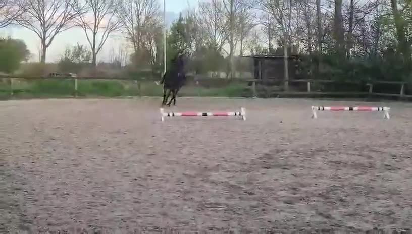 Hoppning hästar till salu: Trevligt sto - Video 3