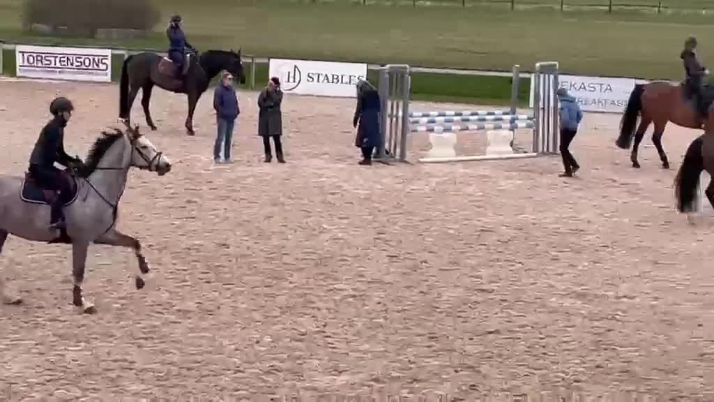 Hoppning hästar till salu: Supertrevlig 4-åring - Video 1