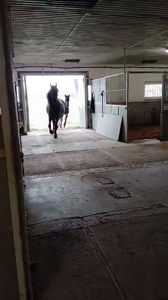 Dressyr hästar till salu: Daryan - lovande framtida sportstjärna - Video 1