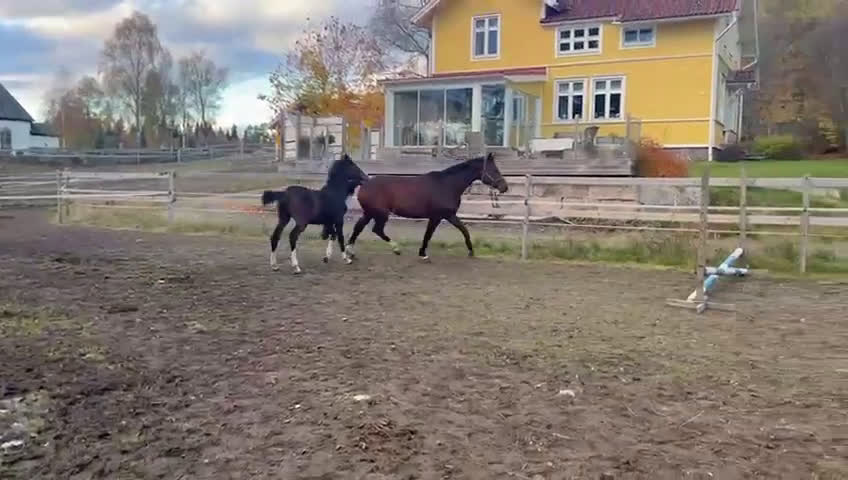 Hoppning hästar till salu: ”Mia” –Modern sporthäst, internationell kapacitet i Ljungsarp - Video 1