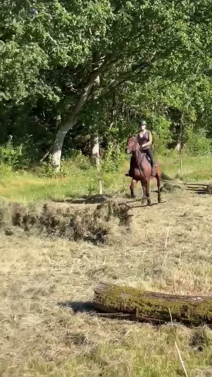 Allround hästar till salu: Härlig travare  - Video 5