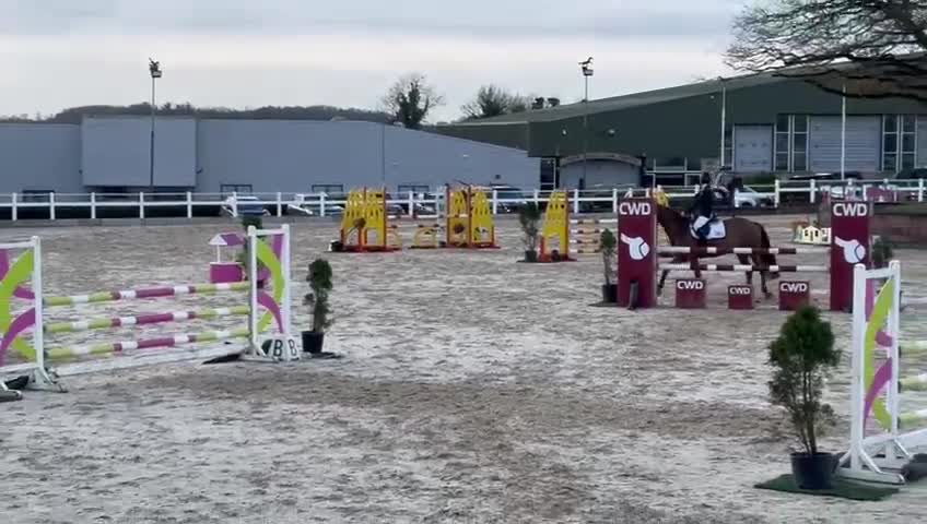 Hoppning hästar till salu: Topp D Ponny För De Större Uppgifterna 🌸 - Video 3