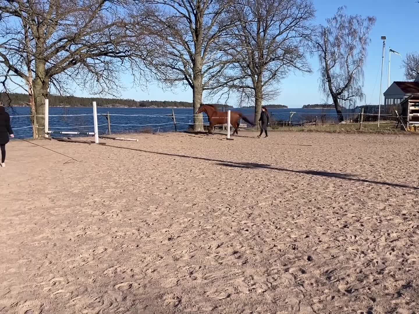 Allround hästar till salu: Snygg Swb Valack - Video 2
