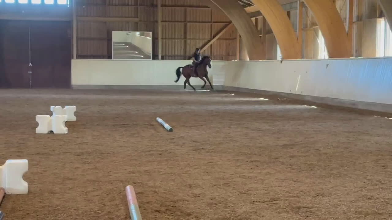 Hoppning hästar till salu: SWB valack söker ryttare i Skövde - Video 4