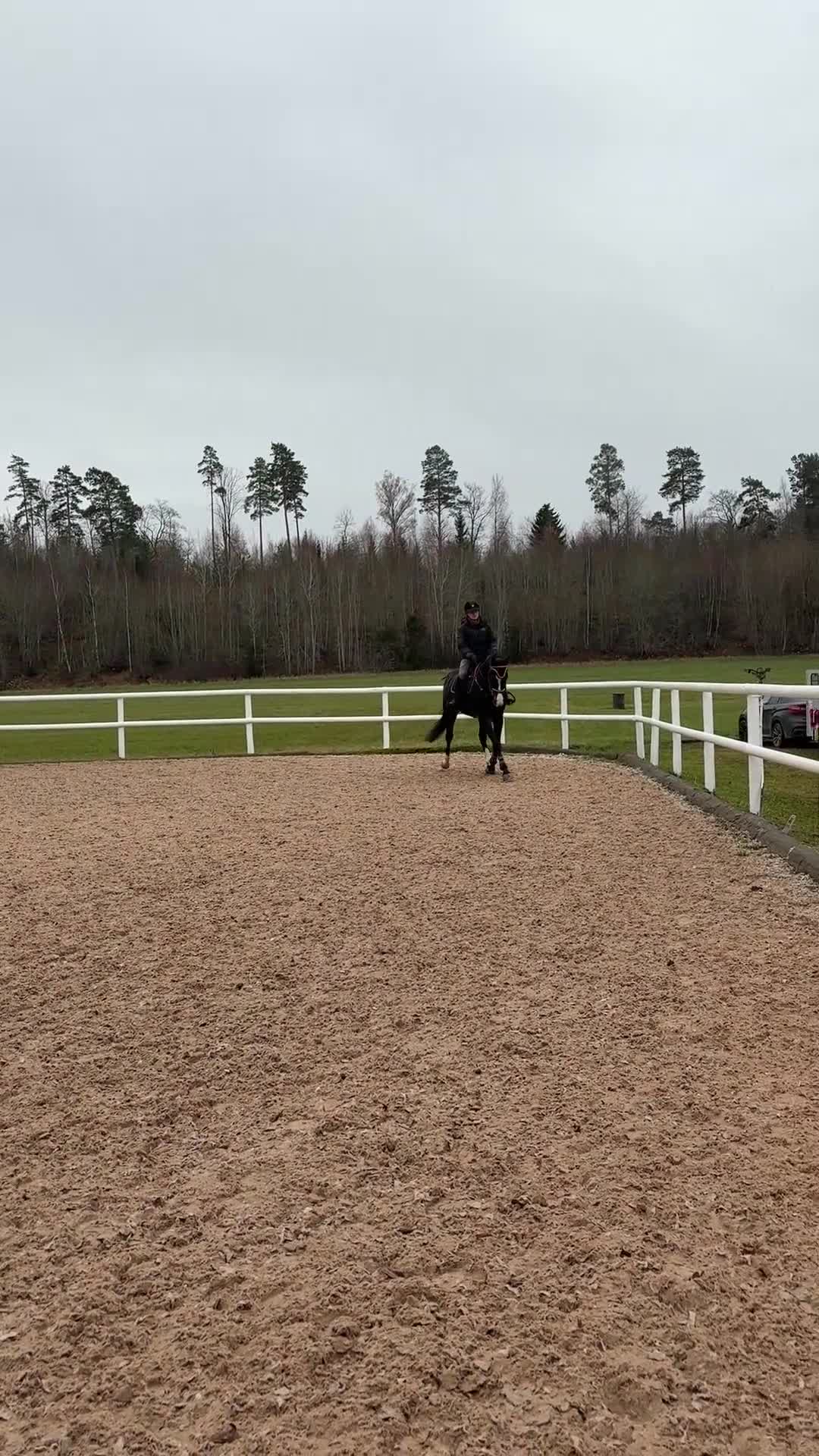 Hoppning hästar till salu: Stjärna för framtiden  - Video 4