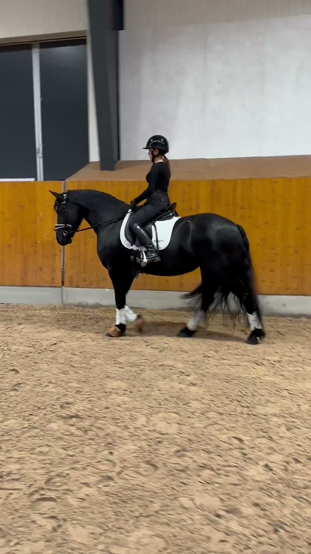 Allround hästar till salu: Superfint Friesersto med prestationshärstammning  - Video 2