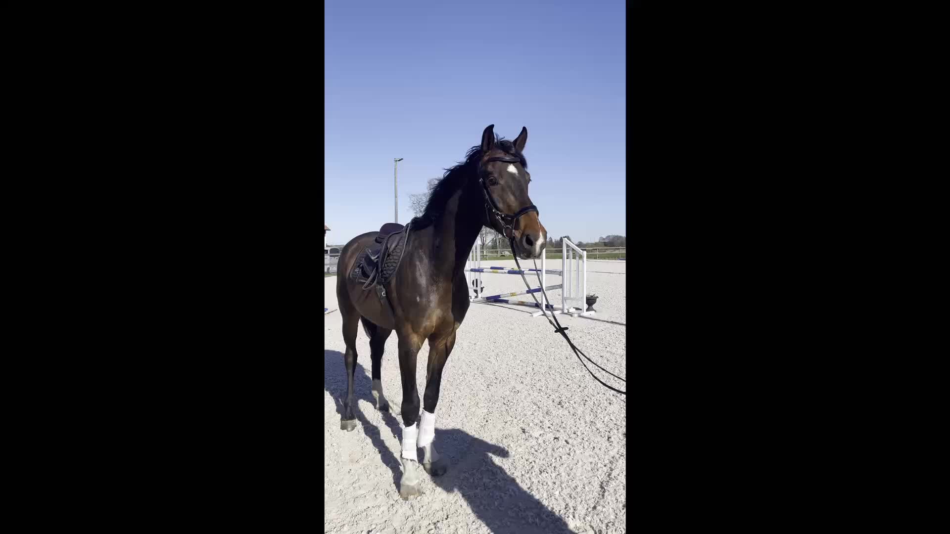 Dressyr hästar till salu: Fint framtidslöfte och bästa vän!🌟 - Video 1